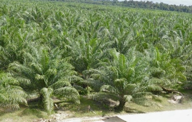 Ket. Foto : Hamparan Kebun Sawit Indonesia