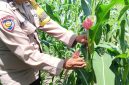 Keterangan foto : Aipda Priyanto Bhabinkamtibmas Kelurahan Air Dingin, sedang peragakan pemetikan/pembuangan Baby Corn (Janten)
