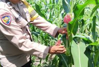 Keterangan foto : Aipda Priyanto Bhabinkamtibmas Kelurahan Air Dingin, sedang peragakan pemetikan/pembuangan Baby Corn (Janten)