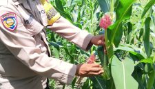 Keterangan foto : Aipda Priyanto Bhabinkamtibmas Kelurahan Air Dingin, sedang peragakan pemetikan/pembuangan Baby Corn (Janten)