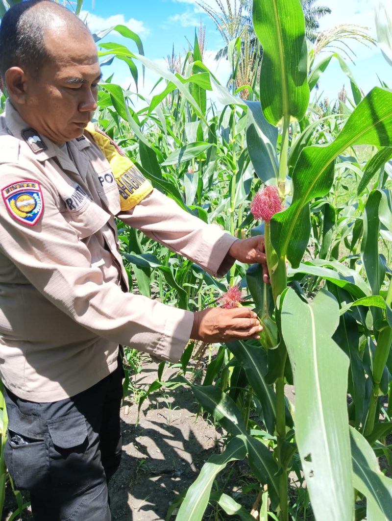 Keterangan foto : Aipda Priyanto Bhabinkamtibmas Kelurahan Air Dingin, sedang peragakan pemetikan/pembuangan Baby Corn (Janten)