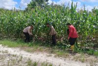 Keterangan foto : Aipda Priyanto, Bhabinkamtibmas Kelurahan Air Dingin. memberikan pendampingan kepada para petani binaan.