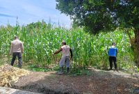 Keterangan foto: Bhabinkamtibmas Kelurahan Air Dingin, Aipda Priyanto, melaksanakan pengecekan progres lahan jagung pipil milik Kelompok Tani Bina Tani Sejahtera.