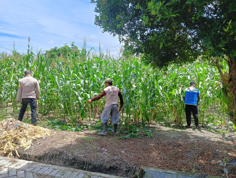 Keterangan foto: Bhabinkamtibmas Kelurahan Air Dingin, Aipda Priyanto, melaksanakan pengecekan progres lahan jagung pipil milik Kelompok Tani Bina Tani Sejahtera.