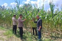 Keterangan foto ; Kapolsek Bukit Raya Kompol Hendrix, S.H., M.H., didampingi koordinator kelompok tani Riko Parulian, meninjau Jagung varietas Lamuru, seluas 4 hektare dengan usia tanam 2 bulan 9 hari.