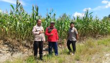 Keterangan foto : Bhabinkamtibmas Aipda Priyanto mendampingi kegiatan penyuluhan pertanian kepada Kelompok Tani Bina Tani Sejahtera. 