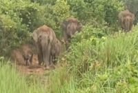 Keterangan foto : Kawanan gajah liar terlihat memasuki area pemukiman strong(dok.ist) 