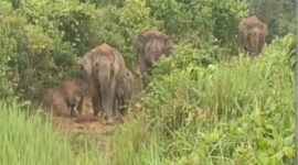 Keterangan foto : Kawanan gajah liar terlihat memasuki area pemukiman strong(dok.ist) 
