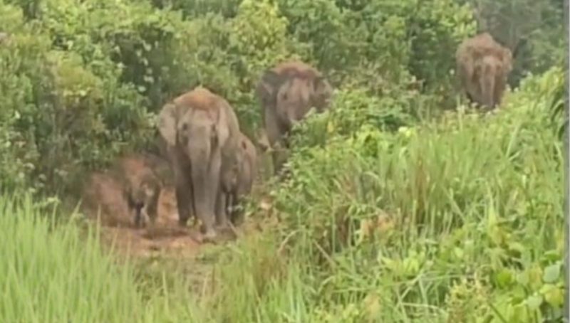 Keterangan foto : Kawanan gajah liar terlihat memasuki area pemukiman strong(dok.ist) 
