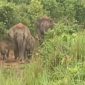 Keterangan foto : Kawanan gajah liar terlihat memasuki area pemukiman strong(dok.ist) 