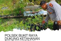 Keterangan Foto: Kanit Binmas Polsek Bukit Raya, Iptu Kamra Junaedy, saat melakukan pengecekan tanaman warga Kegiatan ini merupakan bagian dari pendampingan Polri kepada masyarakat dalam mendukung program ketahanan pangan nasional. (Foto: Dok. Polsek Bukit Raya)
