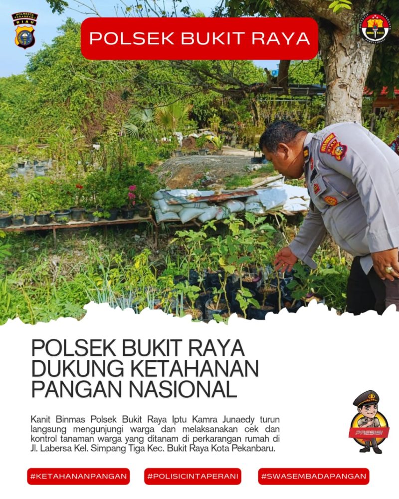 Keterangan Foto: Kanit Binmas Polsek Bukit Raya, Iptu Kamra Junaedy, saat melakukan pengecekan tanaman warga Kegiatan ini merupakan bagian dari pendampingan Polri kepada masyarakat dalam mendukung program ketahanan pangan nasional. (Foto: Dok. Polsek Bukit Raya)