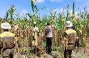 Keterangan Foto: Bhabinkamtibmas Kelurahan Air Dingin, Polsek Bukit Raya, Aipda Priyanto, bersama Kelompok Tani Bina Tani Sejahtera melaksanakan pemangkasan batang atas tanaman jagung pipil.
