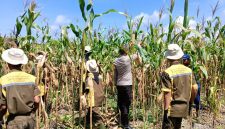 Keterangan Foto: Bhabinkamtibmas Kelurahan Air Dingin, Polsek Bukit Raya, Aipda Priyanto, bersama Kelompok Tani Bina Tani Sejahtera melaksanakan pemangkasan batang atas tanaman jagung pipil.