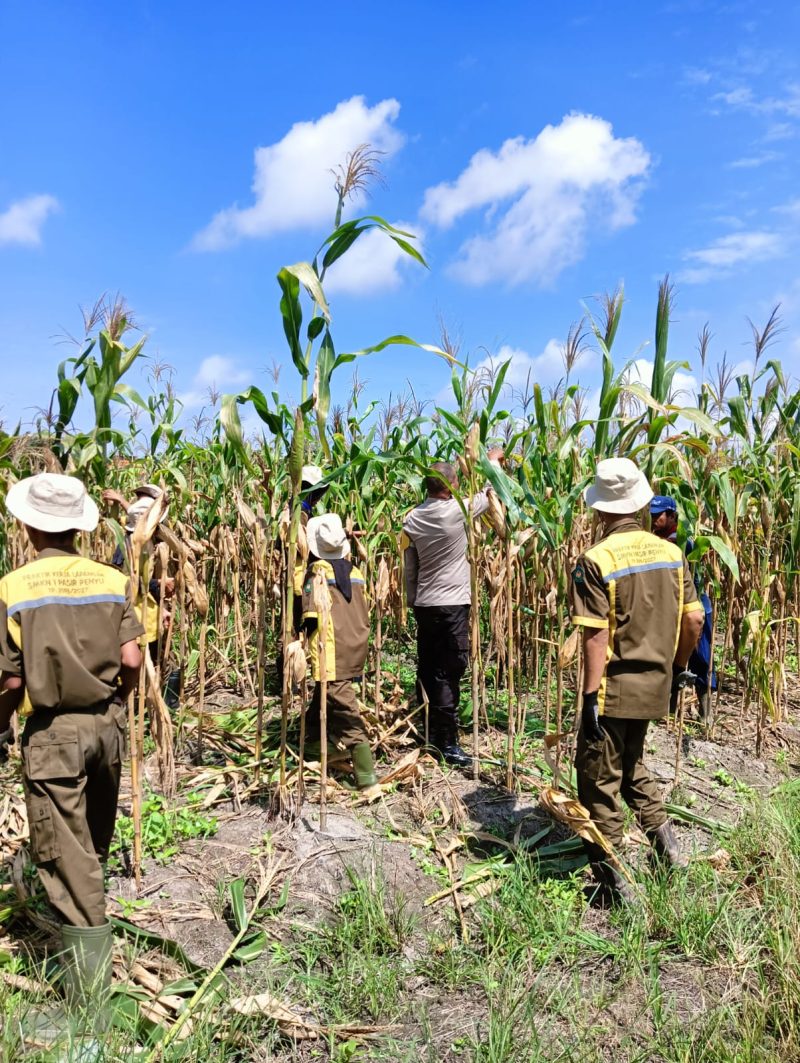 Keterangan Foto: Bhabinkamtibmas Kelurahan Air Dingin, Polsek Bukit Raya, Aipda Priyanto, bersama Kelompok Tani Bina Tani Sejahtera melaksanakan pemangkasan batang atas tanaman jagung pipil.
