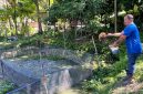 Keterangan Foto: Seorang warga sekaligus anggota Pokdakan Jaya Bersama tengah memberi pakan ikan lele di kolam budidaya Kelurahan Minas Jaya, Siak.(dok.PHR) 