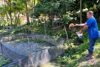 Keterangan Foto: Seorang warga sekaligus anggota Pokdakan Jaya Bersama tengah memberi pakan ikan lele di kolam budidaya Kelurahan Minas Jaya, Siak.(dok.PHR) 