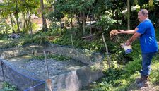 Keterangan Foto: Seorang warga sekaligus anggota Pokdakan Jaya Bersama tengah memberi pakan ikan lele di kolam budidaya Kelurahan Minas Jaya, Siak.(dok.PHR) 