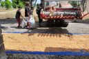 Keterangan foto : Penjemuran jagung pipil pasca-panen raya yang digelar Kelompok Tani (Poktan) Bina Tani Sejahtera.
