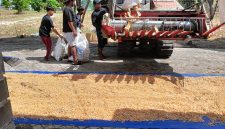 Keterangan foto : Penjemuran jagung pipil pasca-panen raya yang digelar Kelompok Tani (Poktan) Bina Tani Sejahtera.