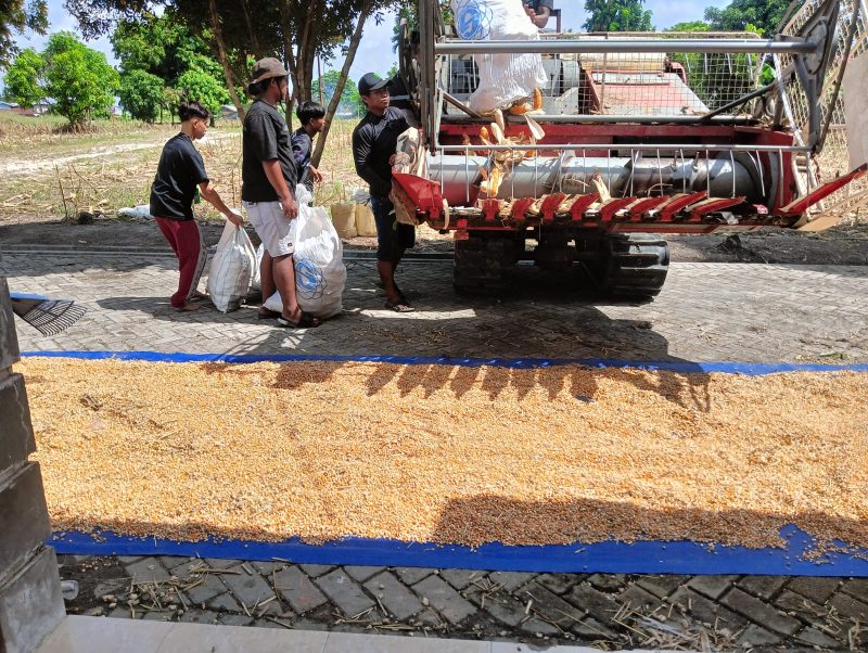 Keterangan foto : Penjemuran jagung pipil pasca-panen raya yang digelar Kelompok Tani (Poktan) Bina Tani Sejahtera.