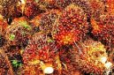 Keterangan foto : Tandan Buah Segar (TBS) kelapa sawit produksi mitra perkebunan Sumatera Utara yang mengalami kenaikan harga pada pekan ketiga Juni 2026.