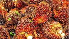 Keterangan foto : Tandan Buah Segar (TBS) kelapa sawit produksi mitra perkebunan Sumatera Utara yang mengalami kenaikan harga pada pekan ketiga Juni 2026.