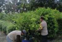 Keterangan foto : Aipda Priyanto Bhabinkamtibmas Kelurahan Air Dingin, Polsek Bukit Raya, mengunjungi warga binaan yang merupakan petani buah jambu di RT.03 RW.007, Kelurahan Air Dingin, Kecamatan Bukit Raya, Kota Pekanbaru.